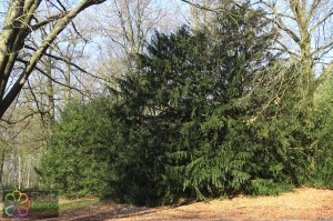 taxus baccata (2) (1200 x 800).jpg_product_product_product